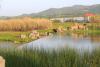夕陽(yáng)下的生態(tài)湖