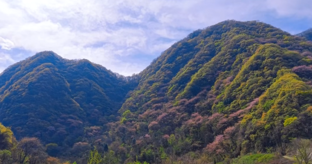 太白山紫荊含笑迎春到，賞花踏青健身心！太白山歡迎您
