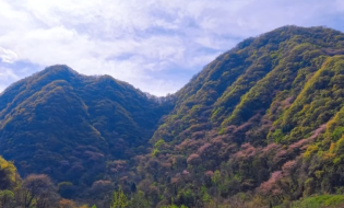 太白山紫荊含笑迎春到,賞花踏青健身心!太白山歡迎您